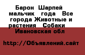 Барон (Шарпей), мальчик 3 года - Все города Животные и растения » Собаки   . Ивановская обл.